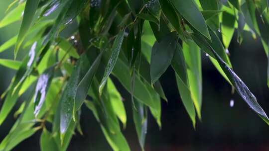 雨水雨滴落在竹叶上合集视频素材模板下载