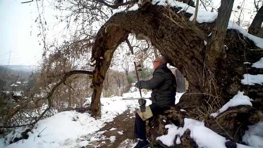 古树雪景拉二胡