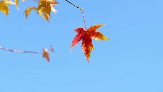 枫叶红金色风景秋天视频素材模板下载