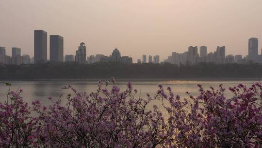 航拍—柳州紫荆花（柳州银行河对岸）视频素材模板下载
