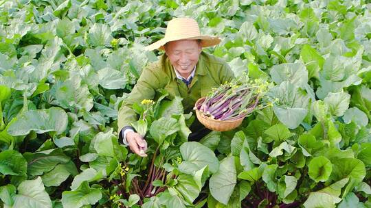 湖北红菜苔