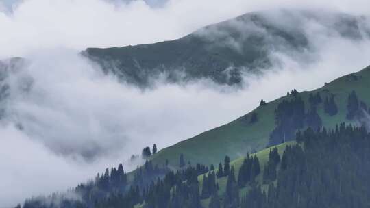 航拍夏季新疆恰西森林公园风景