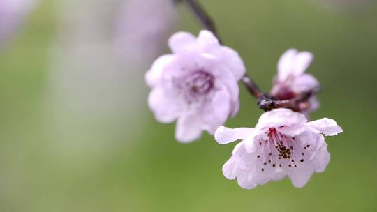 开花梅花朵意境花开花春天桃花开