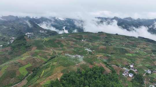 广西桂林阳朔金桔生态种植基地