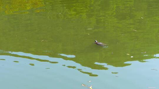 一只乌龟在水中游动视频素材模板下载