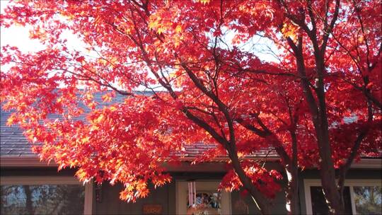秋天树木枫叶红叶 古刹红砖黑瓦房子 合集