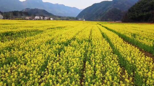 旅游景区，这篇油菜花惹了相思，治愈系风景