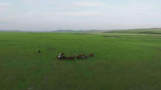 呼伦贝尔草原夏季牧场羊群马群视频素材模板下载
