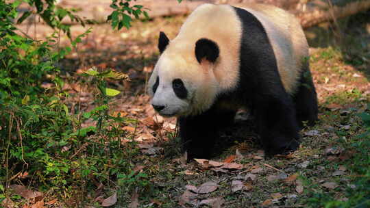 大熊猫国宝保护动物成都四川保护动物