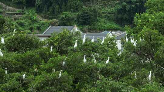 航拍福建宁德霍童古镇风光