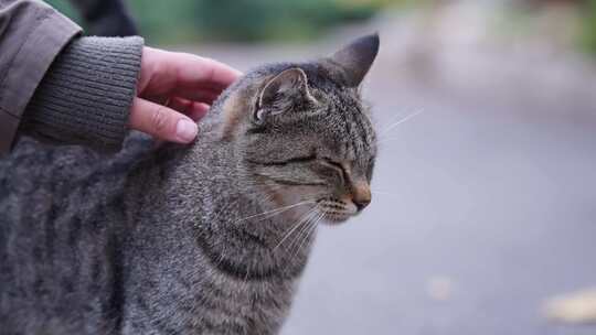 猫，灰色，手，抚摸