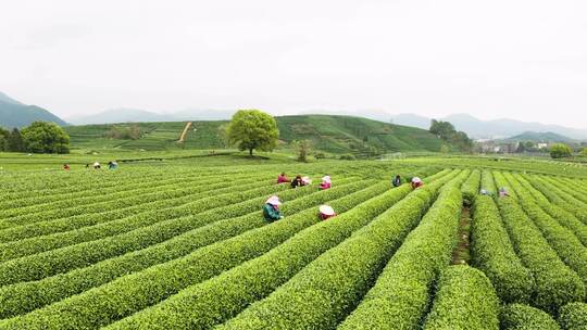 杭州西湖龙井茶园龙坞茶园航拍