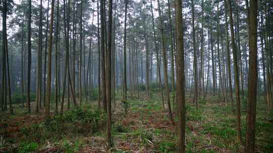 重庆玉峰山