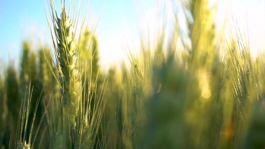小麦水稻谷农业丰收稻田小麦粮食耕种