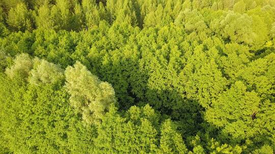 夏日森林景观航拍视频素材模板下载