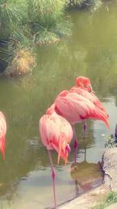 阳光明媚的一天，池塘或湖上一群火烈鸟的垂