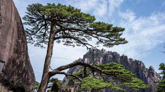 黄山迎客松