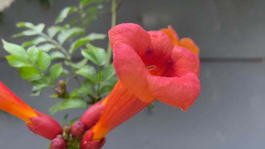 实拍室内盆栽喇叭花火红色花朵盛开视频素材