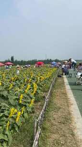 济南黄河北岸向日葵花盛开，引市民游玩打卡