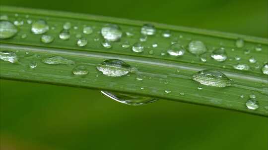 夏日雨季露珠实拍