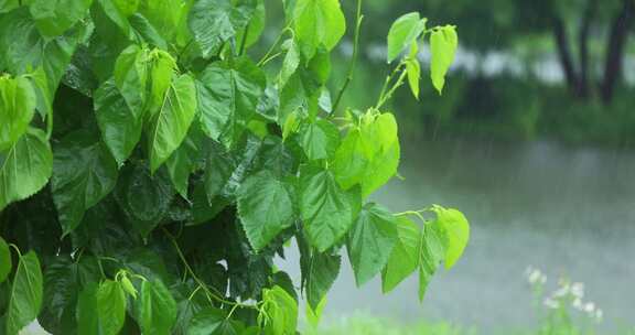 （慢镜）下雨天湖边桑树桑叶随风摇曳清新