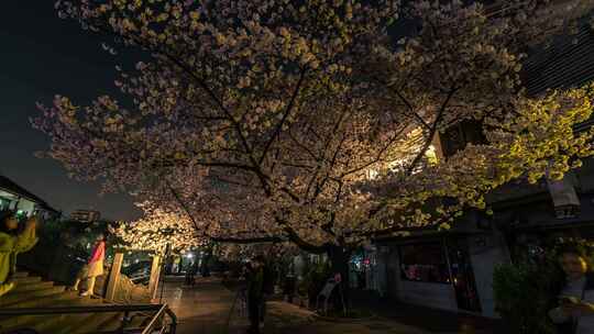 杭州 信义坊 樱花女王 夜景 移动延时