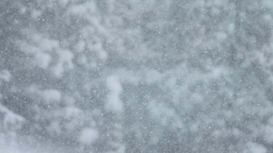 飘落的雪花自然景象雪天下雪大雪中雪小雪