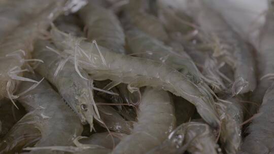 鲜活海虾影棚实拍LOG视频素材模板下载