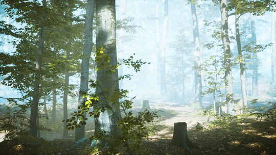 阳光穿过雾的阳光勾勒出的森林