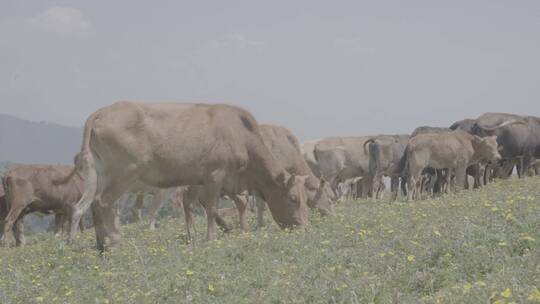 蓝天下蒲公英花海黄牛牛群在吃草牛犊03视频素材模板下载