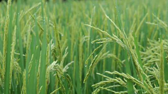 雨中的稻穗水稻特写雨露水珠田野