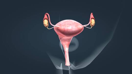 医学人体解剖女性生殖器官子宫卵巢三维动画
