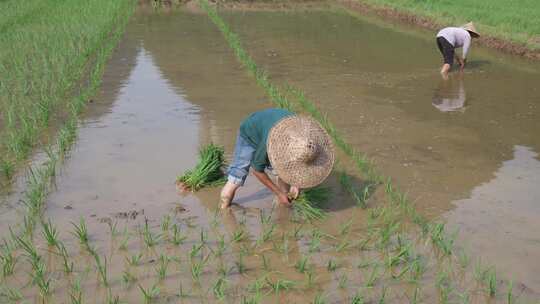 农民在水田中弯腰插秧的劳作场景