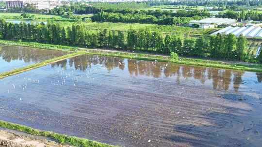 4K120p白鹭湿地乡村农田生态保护