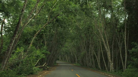 穿过林间公路