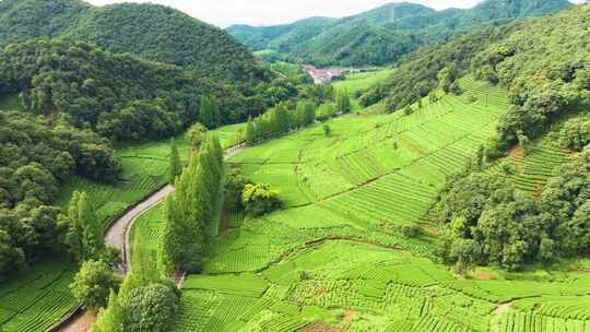 杭州西湖龙井茶园梅家坞清新茶山