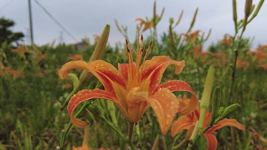 稻田素材