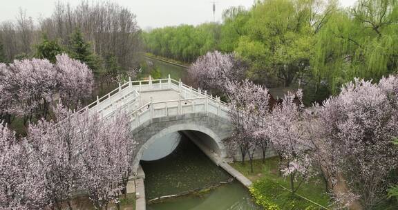 洛阳隋唐遗址植物园开元大道春天公园道路