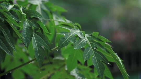 下雨时树叶的特写