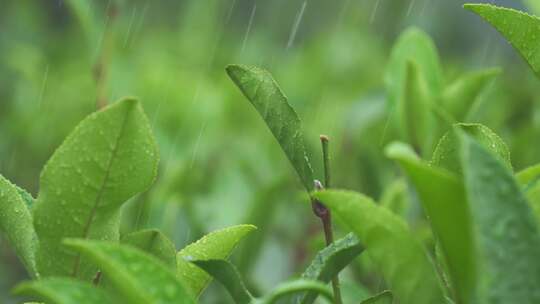 茶园茶叶绿茶