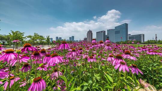 唐岛湾花海延时