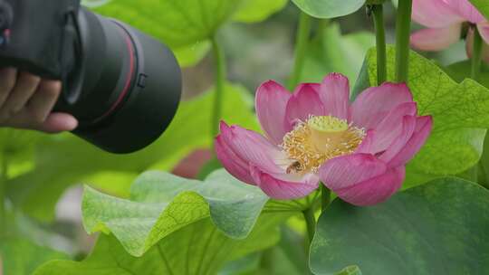 相机拍摄蜜蜂在莲花上采蜜的特写镜头