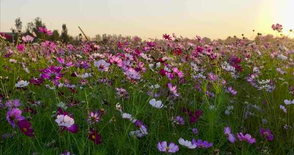 格桑花海航拍