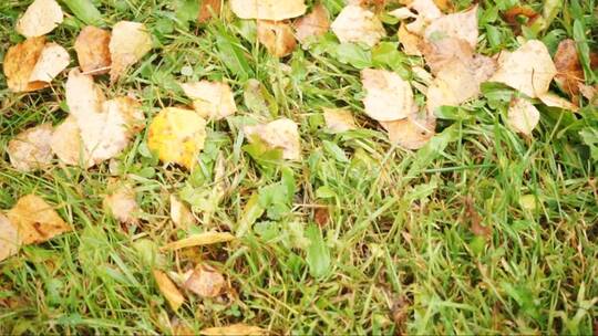 绿草上掉落的黄叶