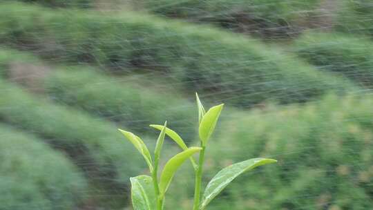 雨中嫩绿茶苗的清新自然景象