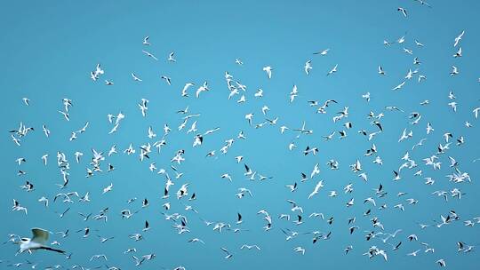 深圳湾自然鸟类栖息地风光视频