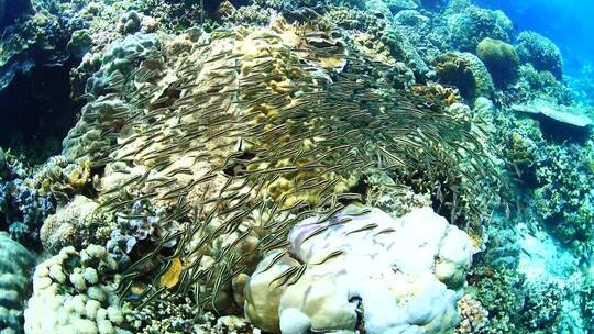 海底世界 珊瑚礁 鱼群视频素材模板下载