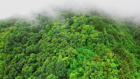 天然氧吧森林晨雾树林唯美树林深山