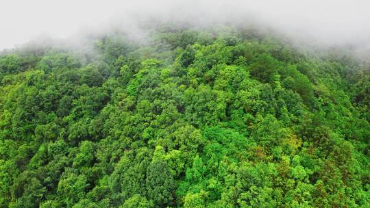 天然氧吧森林晨雾树林唯美树林深山视频素材模板下载