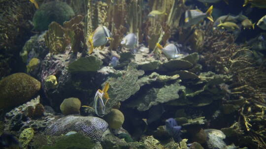 瓦伦西亚水下的鱼群
